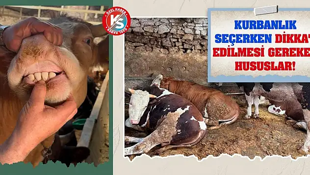 Kurbanlık Seçerken Dikkat Edilmesi Gereken Hususlar!