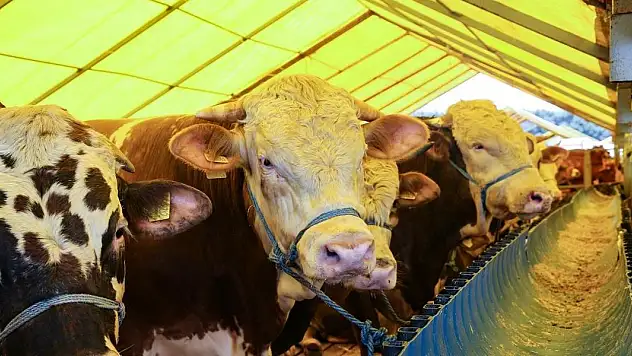 Kurbanlık seçiminde küpe ve belge uyarısı