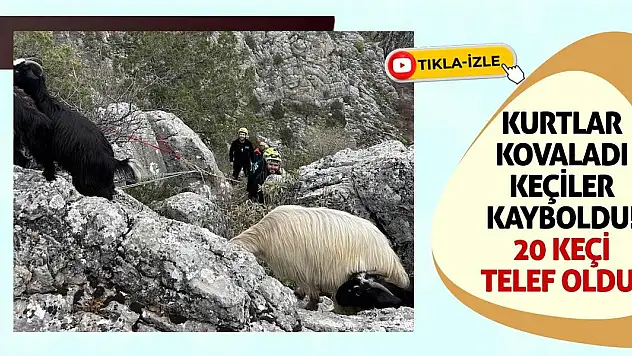 Kurtlar Kovaladı Keçiler Kayboldu! 20 Keçi Telef Oldu!
