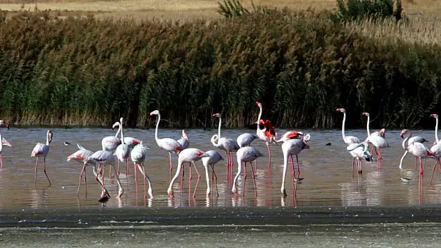 Kuş cenneti Erçek Gölü'nde flamingo sayısı azaldı