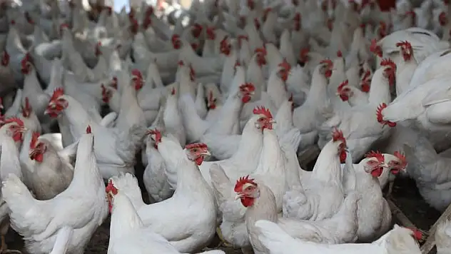 Kuş Gribi Alarmı! 2 Milyon Hayvan Yok Oldu!