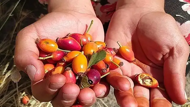 Kuşburnu mevsimi başladı, dağlar şifa kaynağına dönüştü