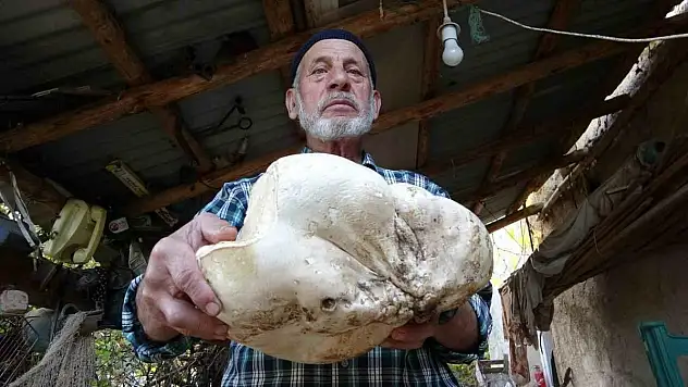 Kütahya'da 3 kilo dev mantar bulundu
