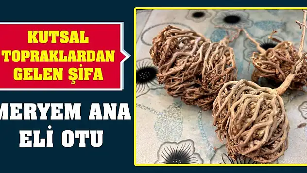 Kutsal Topraklardan Gelen Şifa: Meryem Ana Eli Otu