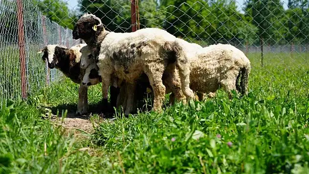 Kuzu etinin fiyatını düşürecek proje