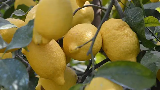 Limon ihracatı geçici olarak durduruldu