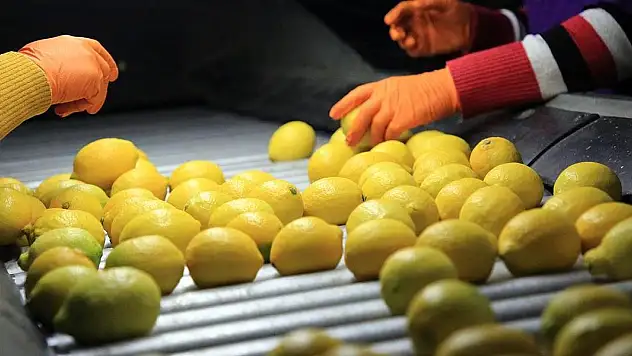 Limon ihracatında Irak ilk sıraya yükseldi