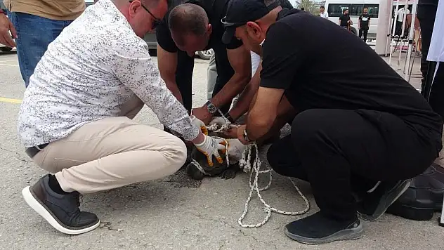 Malatya'da başıboş pitbull cinsi köpeğin saldırdığı kadın yaralandı