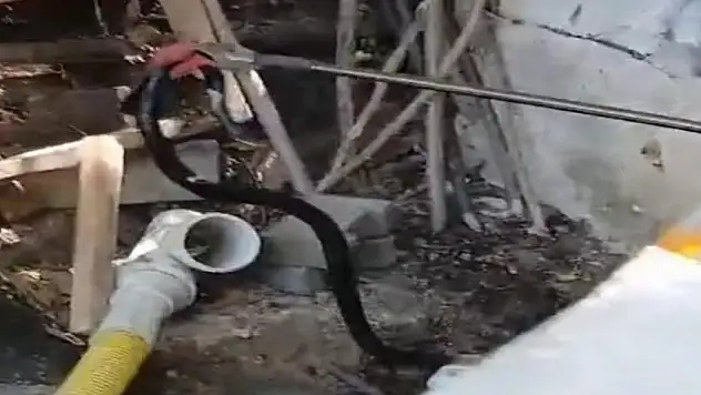 Malatya'da yılan paniği