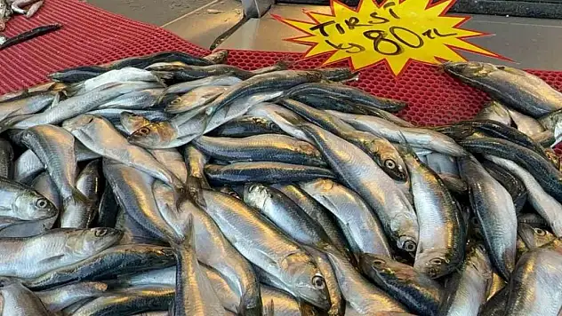 Mangal söndüren balık: Tırsi