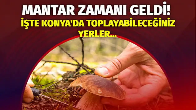 Mantar Zamanı Geldi! İşte Konya'da Toplayabileceğiniz Yerler…