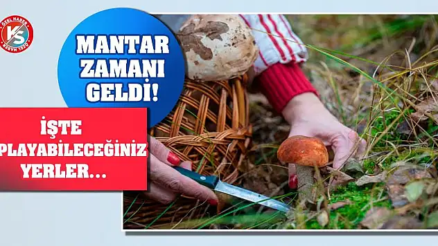 Mantar zamanı geldi! İşte toplayabileceğiniz yerler…