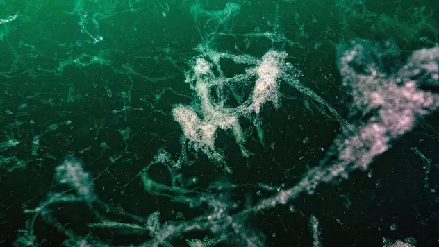 Marmara Denizi'nde mikroplastik ve ağır metallerin etkisi araştırılıyor