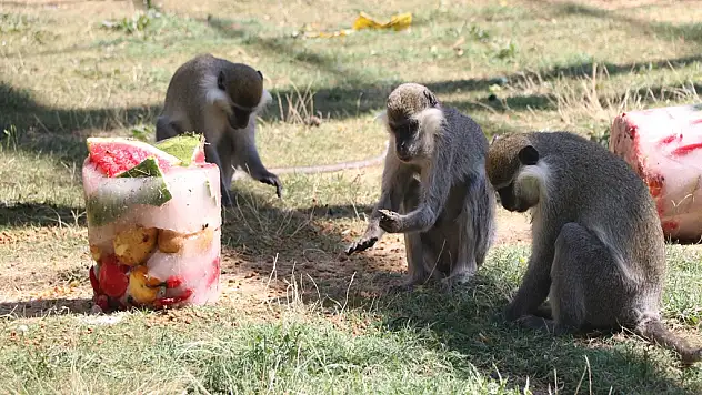 Maymunlar Kavurucu Sıcakta Meyve Kokteyliyle Ferahladı