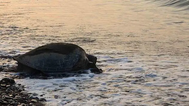 Mersin, sezonluk misafirlerini ağırlıyor