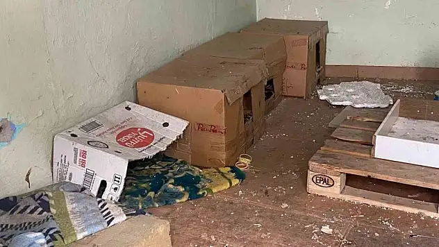 Metruk binadaki kedi evleri ilgi odağı oldu