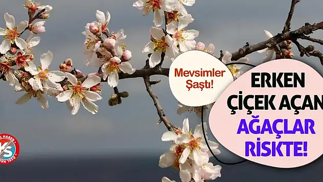 Mevsimler Şaştı! Erken Çiçek Açan Ağaçlar Riskte!