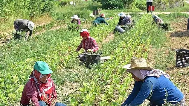 Mevsimlik tarım işçileri için 25 milyon lira kaynak ayrıldı