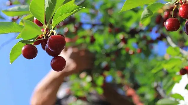 Meyvedeki düşüş tarım işçilerini de kara kara düşündürüyor