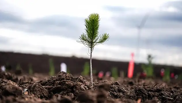 Milli Ağaçlandırma Günü'nde çifte rekor