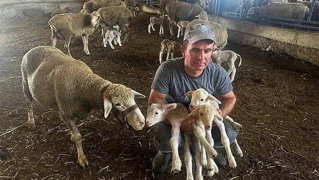 Milyonluk yerli koçun erkek üçüz yavrusu oldu