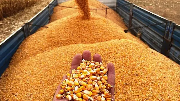 Mısır ithalatında tarife kontenjanı