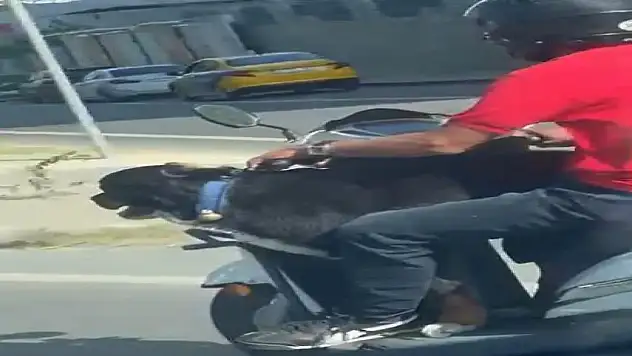 Motosiklet üzerinde köpekle tehlikeli yolculuk
