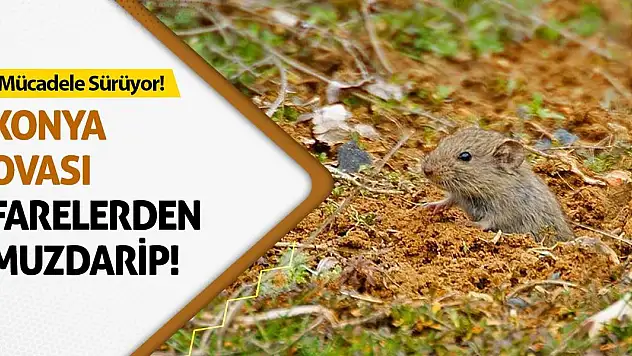 Mücadele Sürüyor! Konya Ovası Farelerden Muzdarip!