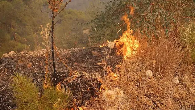 Muğla'daki yangın yolu kapattı