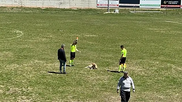 Müsabakada sahaya giren köpeğe kırmızı kart!