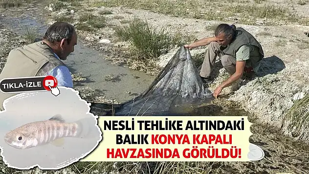 Nesli Tehlike Altındaki Balık Konya Kapalı Havzasında Görüldü!