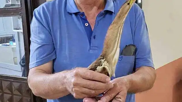 Nesli tükenmek üzere olan balaban kuşu bulundu