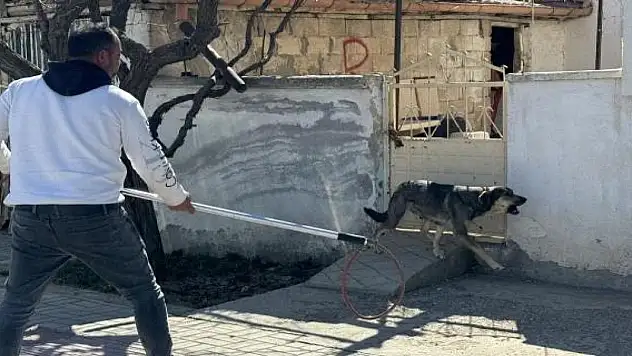 Oğlunu köpek saldırısından korumak isteyen baba yaralandı