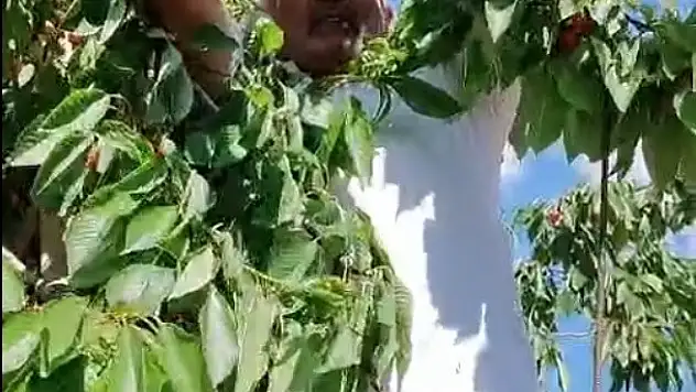 Olgunlaşan kirazların dalda kalanları kargalara bırakılıyor