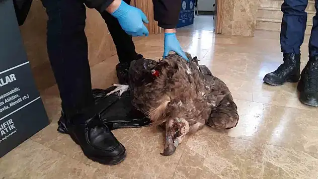 Ölmek üzere olan yaralı akbabanın yardımına jandarma yetişti