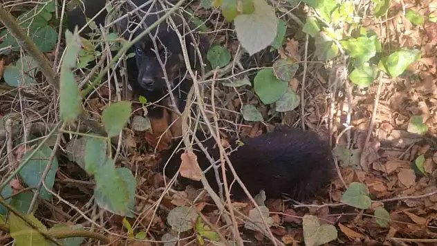 Ölüme terk edilen köpekler kurtarılmayı bekliyor