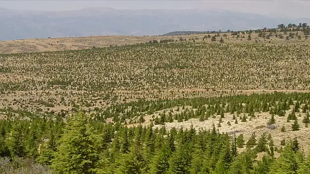 Orman teşkilatı geçen yıl 40 bin 849 hektar alanda erozyon çalışması yaptı