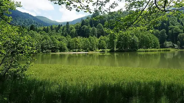 Orman varlığı yanan alanların yaklaşık 7 katı arttı