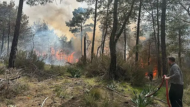 Ormanlık alanda çıkan yangına müdahale ediliyor