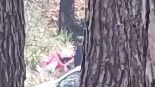 Ormanlık alanda kadını darbeden şüpheli yakalandı