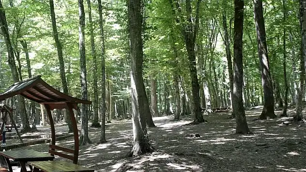 Ormanlık alanlarda gezenlere uyarı