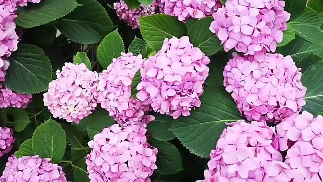 Ortanca bitkinizin yaz boyunca çiçek açmasını sağlayacak tüyo! Asla solma olmuyor