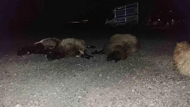 Otomobil sürüye çarptı, 8 koyun telef oldu