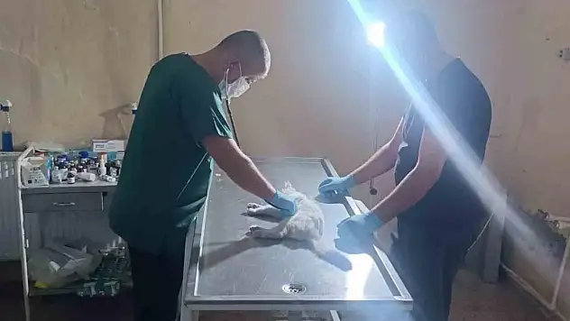 Otomobilin çarptığı kedi kalp masajıyla kendine geldi