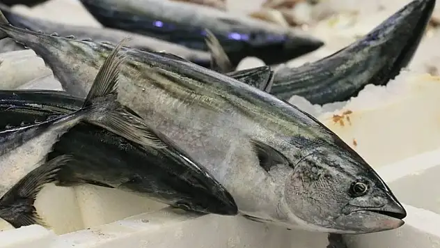 Palamut Kastamonulu balıkçıların yüzünü güldürdü