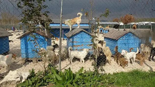 'Pandemide el bebek gül bebek büyütülen can dostlarımız şimdi barınaklarda'