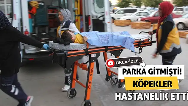 Parka Gitmişti Köpekler Hastanelik Etti!