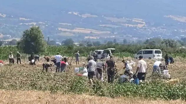 Patates tarlasındaki ürünleri ücretsiz dağıttı