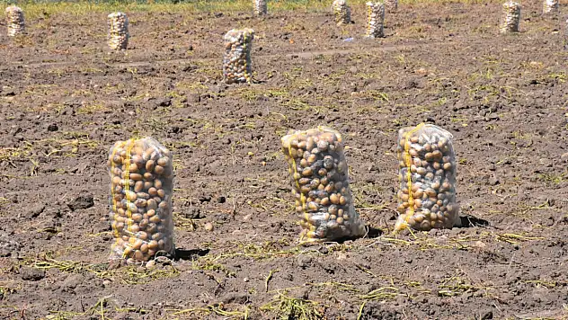 Patateste hasat dönemi başladı! Raf ömrü 2 ay