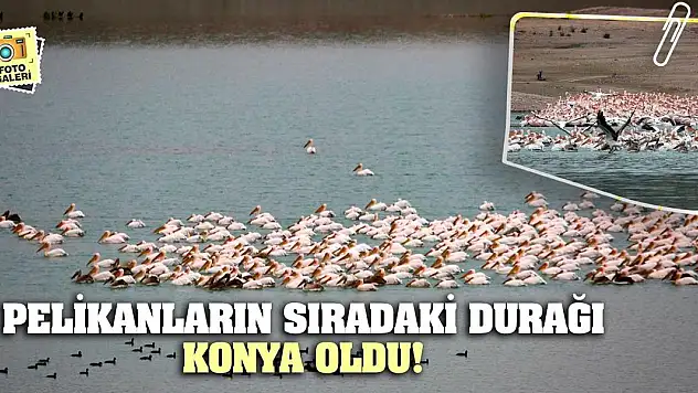 Pelikanların Sıradaki Durağı Konya Oldu!